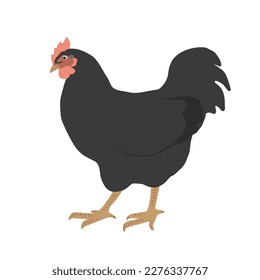 Black cock icon, rooster vector illustration isolated on white. Funny and cute cockerel bird, Easter or farm theme design element.