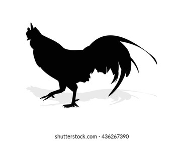 Black cock on white background