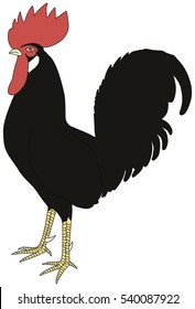Black cock on white background looking at left. Vector illustration.