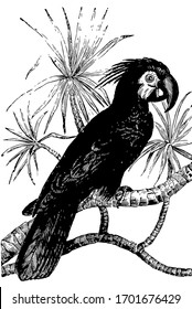 Black cockatoo is native to New Guinea, vintage line drawing or engraving illustration.