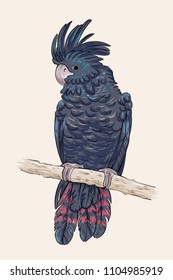 Black cockatoo sittin on a branch, vector