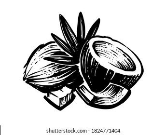 Black Coconut Sketch With Palm Leaf On White Background