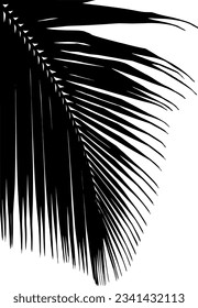 Black coconut tree leaves set isolated on white background. coconut tree leaves silhouettes. Design of coconut tree leaves for posters, banners and promotional items. Vector illustration