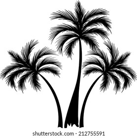 Black coconut trees. beautiful background.