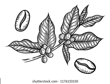 Black Coffe Bean Plant Sketch