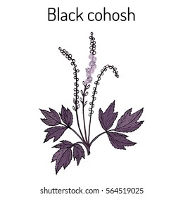 Black cohosh (Actaea racemosa) or bugbane, rattleroot, rattletop, rattleweed, snakeroot, medicinal plant. Hand drawn botanical vector illustration