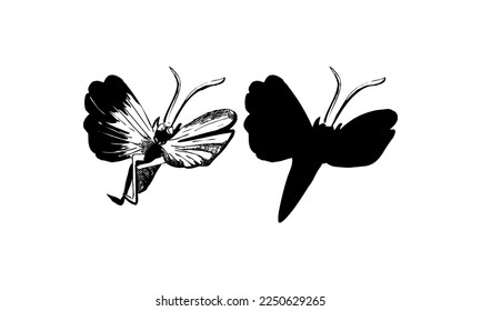 Black color Butterflies Top Shot Vector Illustration on white background