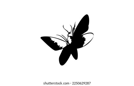 Black color Butterflies Top Shot Vector Illustration on white background