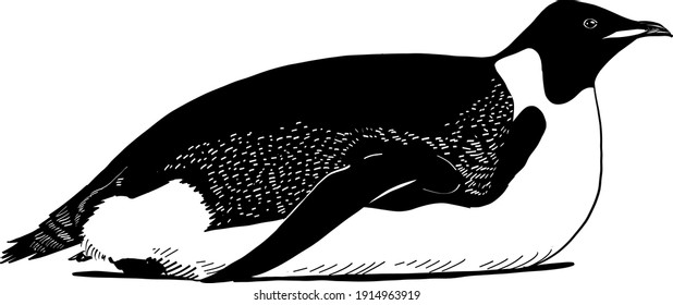 the black color illustration sketch of the penguin on the white background