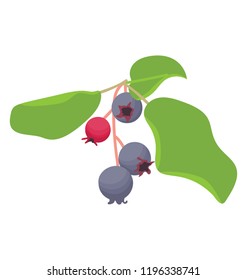 
A black colored berry fruit called black currant 
