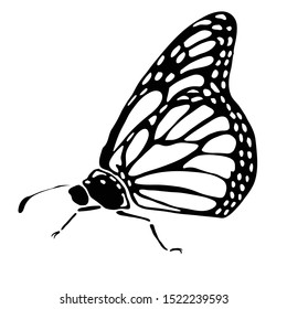 Black coloured shillouette of Butterfly Vector