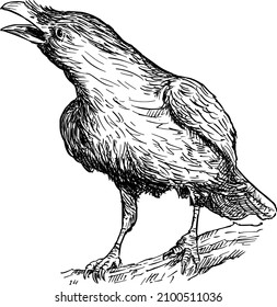 Black common raven bird, vector drawing or illustration.