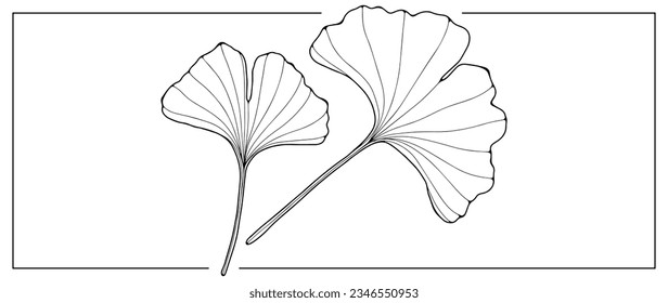 Black contour of ginkgo biloba leaves on a white background. Botanical objects for coloring books, decor, covers, patterns and designs.