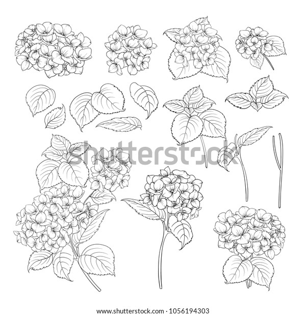 Black contour of hydrangea on white\
background. Mop head hydrangea flower isolated over white.\
Beautiful set of blooming flowers.Vector\
illustration.