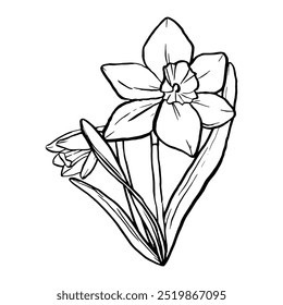 Black contour linear silhouette daffodil isolated on white background. Vector simple flat graphic illustration flower. A simple line hand drawing plants for the design