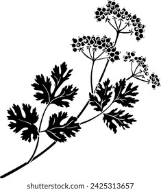 black coriander silhouette or flat leaf illustration of coriandrum logo leaves for food with ingredient icon and plant shape herb as condiment to seed