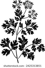 black coriander silhouette or flat leaf illustration of coriandrum logo leaves for food with ingredient icon and plant shape herb as condiment to seed