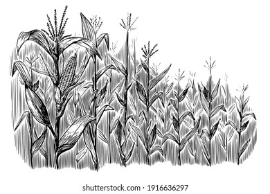 Black corn field sketch in vintage style on white background. Vintage nature illustration. Hand drawn illustration. Nature background vector.