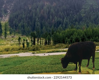 A black cow eating grass in countryside green meadow fields is a captivating nature photo painting ,great for decoration ,book cover ,textile and fabric design and different web and print purposes