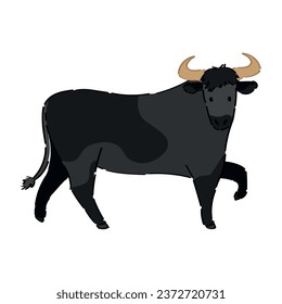 Black cow on white background