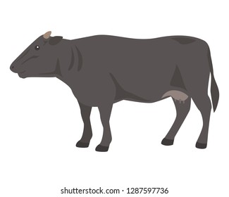 Black cow on white background.Wagyu – Japanese shorthorn.