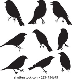 Black Cowbird Vector Silhouette Art