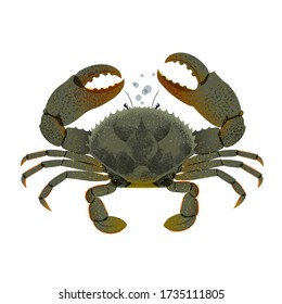 Black Crab Fresh Seafood Vector Illustration. Isolated Image on White Background.
