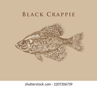 Black Crappie Fish Illustration Details Highlights Stock Vector ...