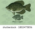 Black Crappie fish. Vector illustration with refined details and optimized stroke that allows the image to be used in small sizes (in packaging design, decoration, educational graphics, etc.)
