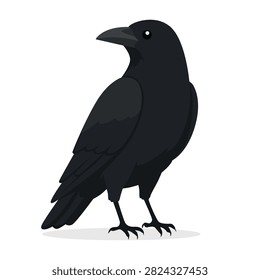 Black crow bird standing and looking side vector illustration graphic design