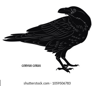 Black crow. Corvus corax, isolated on white, vector illustration