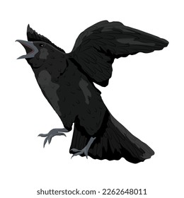 Black crow Corvus corax taking off. Realistic vector bird