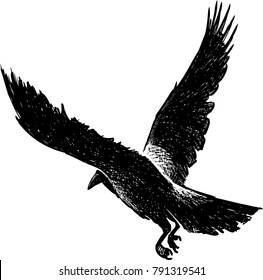 Black crow in flight