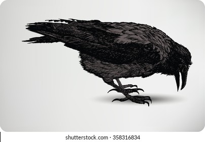 Black Crow, hand drawing, vector illustration.