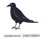 Black Crow illustration on white isolated vector. Flat simple