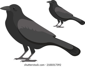 Black crow, illustration, vector on a white background.