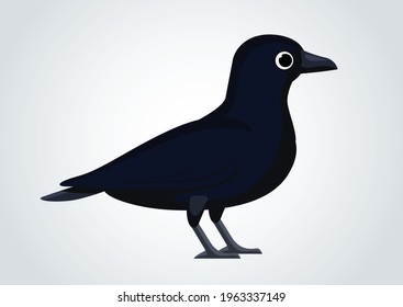 Schwarze Krähe auf isoliertem Hintergrund, gut für Werbeschriften, Kindererziehungsbuch, Tierarztbuch. Korvus