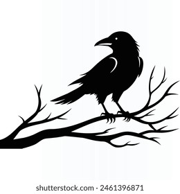 Black crow on tree branch. Vector illustration isolated from background. Silhouette . 