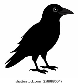 A black crow on a white background