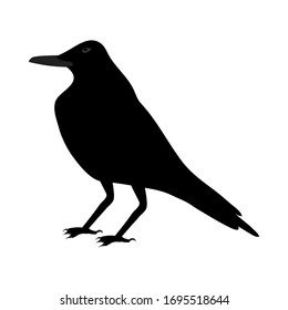 Black Crow Over White Background for Creating Halloween Designs.  Vector illustration.