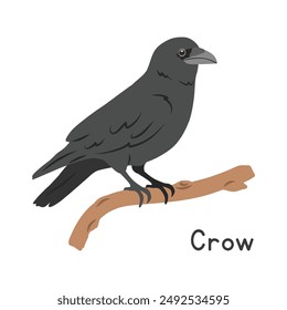 Black crow perched on tree branch vector illustration, cartoon clipart character, animal in flat style. Wild animals, avian, birds concept. Crow vector design isolated on white background