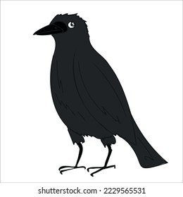 Black crow (raven) on white background, vector illustration