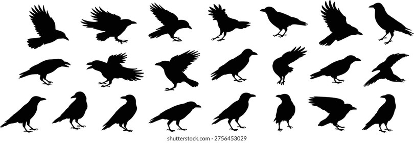Black crow and raven silhouettes set, flying perched corvid birds collection vector illustration, wildlife clipart isolated on white background for design elements
