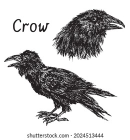 Black crow side portrait and head collection. Ink black and white drawing illustration