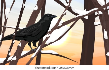 A black crow sits on a snow-covered tree branch against the backdrop of the setting sun. Wild crow Corvus corax. Realistic vector landscape with birds of the city