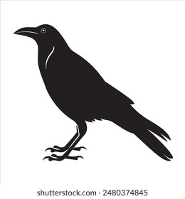 A black crow is standing on a white background