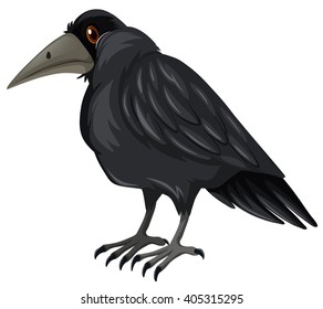 Black crow standing on white background illustration