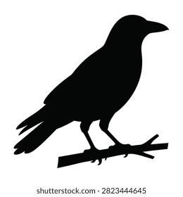 A black crow stands on a tree branch against a white backdrop, creating a striking contrast