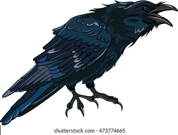 Black crow which caws isolated on white, vector illustration, eps-10