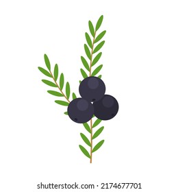 Black crowberry branch isolated on white background. Empetrum nigrum or blackberry with leaves icon. Vector berries illustration in flat style.